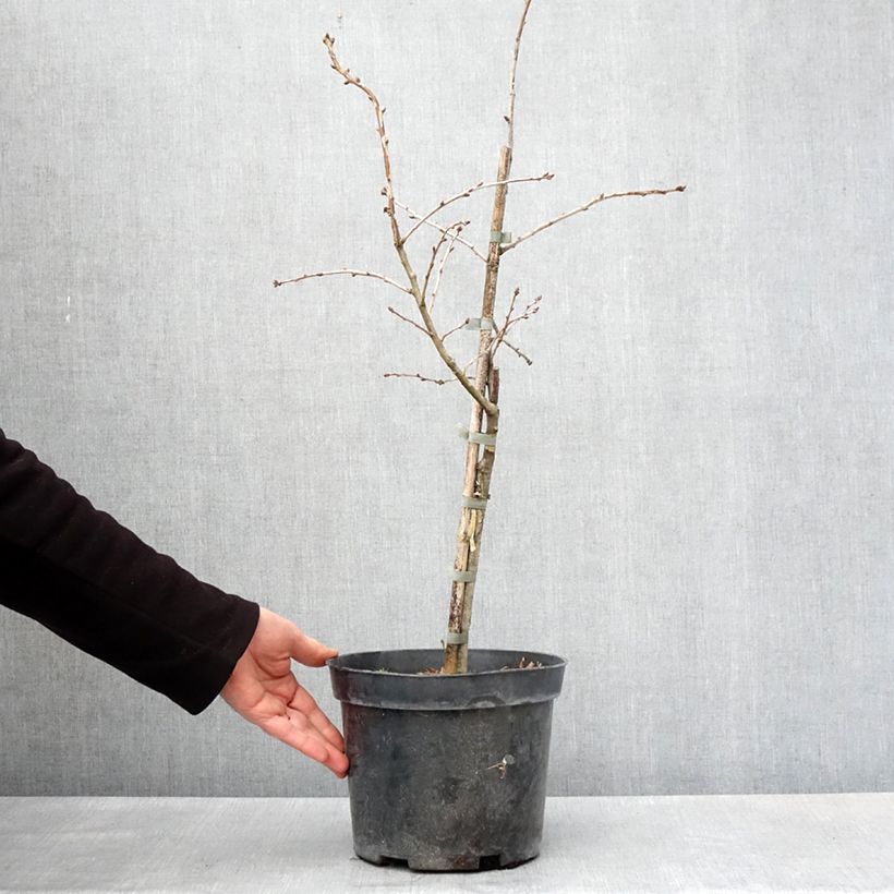 Spécimen de Chêne pédonculé - Quercus robur Variegata Pot de 4L/5L tel que livré au printemps