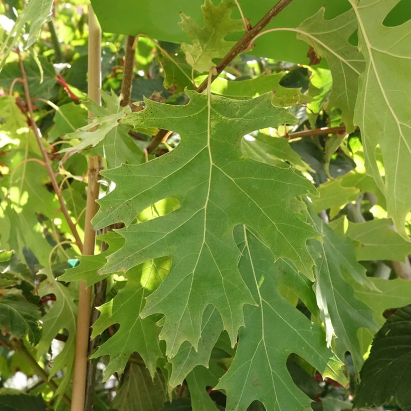 Chêne rouge d'Amérique – Quercus rubra Boltes Gold (Feuillage)