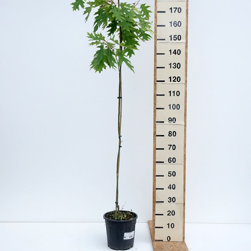 Spécimen de Chêne rouge d'Amérique – Quercus rubra Boltes Gold Pot de 7,5L/10L tel que livré en été