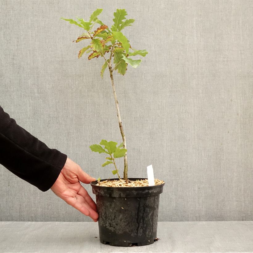 Spécimen de Chêne rouvre - Quercus petraea Pot de 2L/3L tel que livré en automne