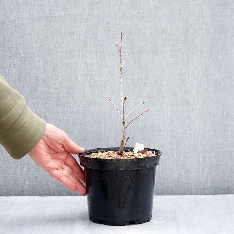 Spécimen de Chêne rouvre - Quercus petraea Pot de 2L/3L tel que livré en hiver