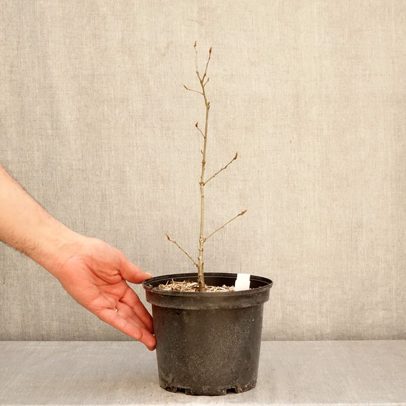 Spécimen de Chêne rouvre - Quercus petraea Pot de 2L/3L tel que livré au printemps