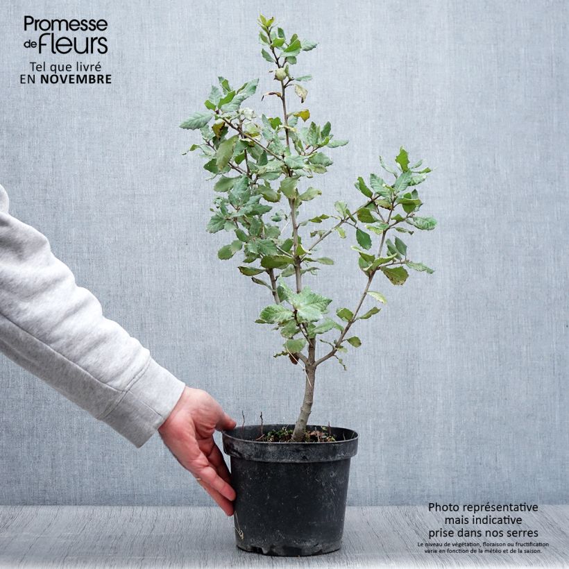 Spécimen de Chêne vert - Quercus ilex  Pot de 3L/4L, Touffe tel que livré en automne