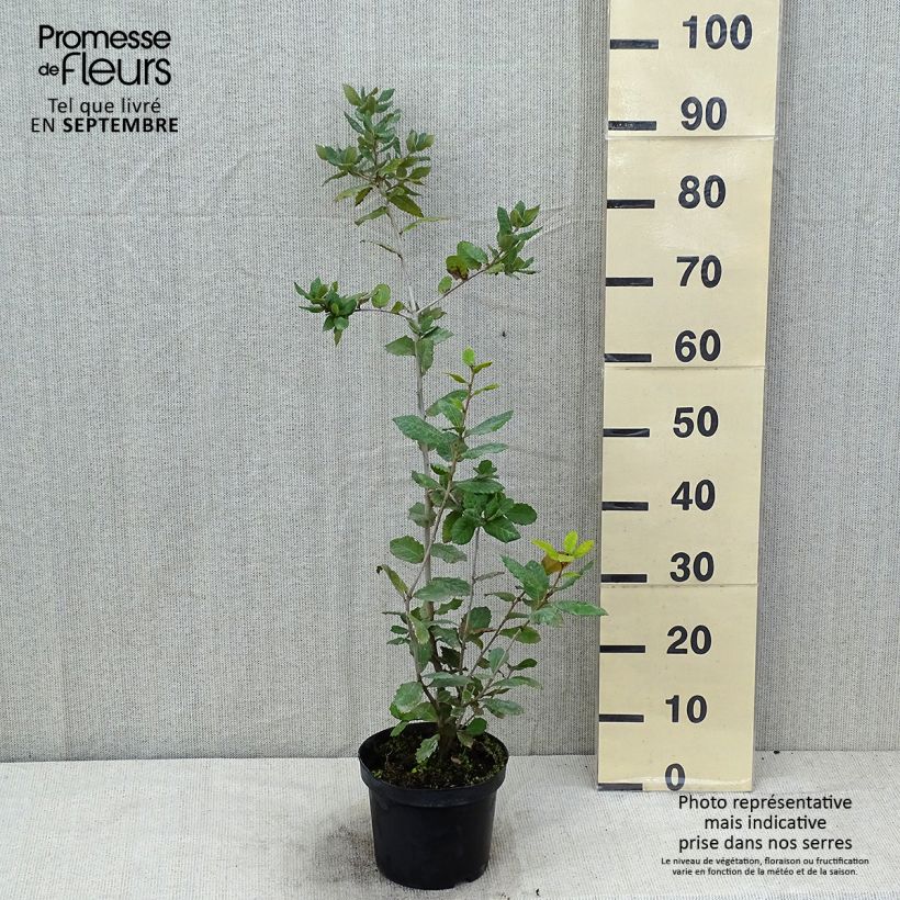 Spécimen de Chêne vert - Quercus ilex  Pot de 3L/4L, Buisson, Touffe tel que livré en été
