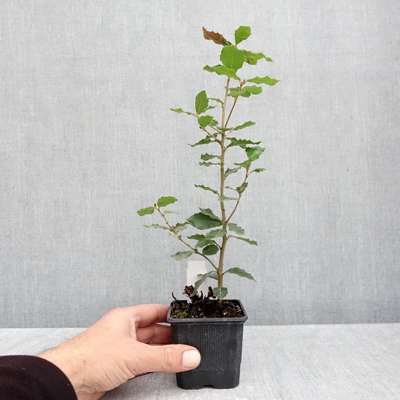 Spécimen de Chêne vert - Quercus ilex  Godet de 8/9 cm tel que livré en automne