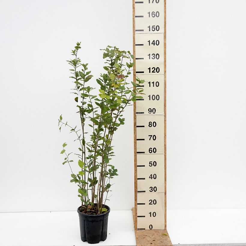 Spécimen de Chêne vert - Quercus ilex  Pot de 7,5L/10L tel que livré en automne