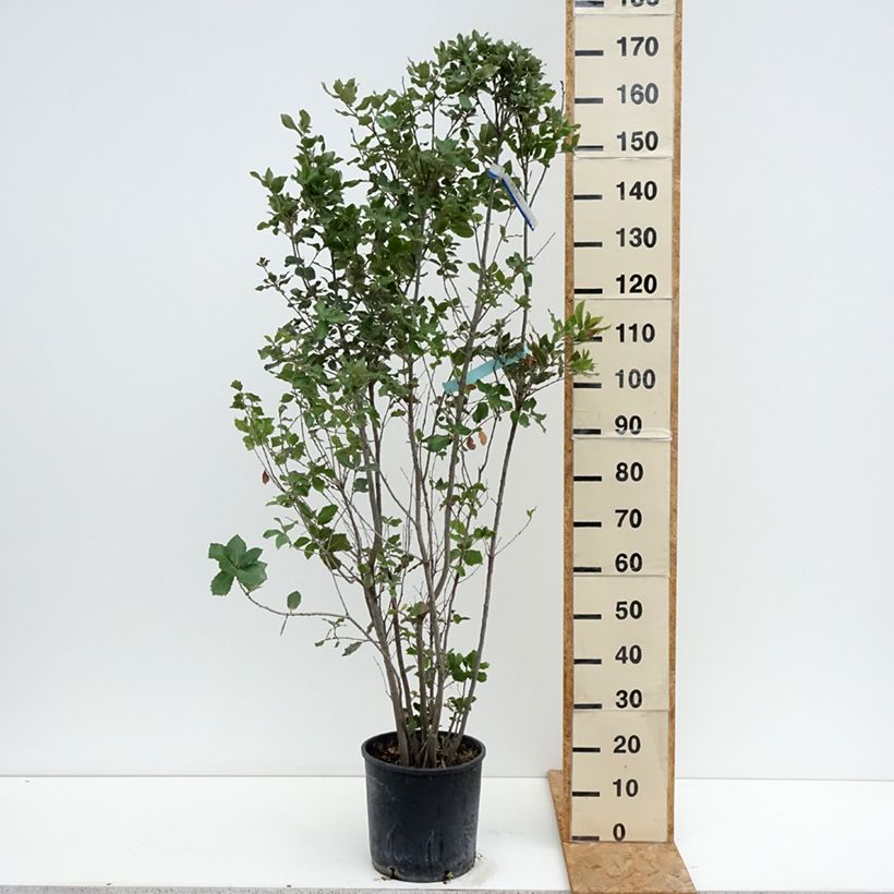 Spécimen de Chêne vert - Quercus ilex  Pot de 7,5L/10L tel que livré en été