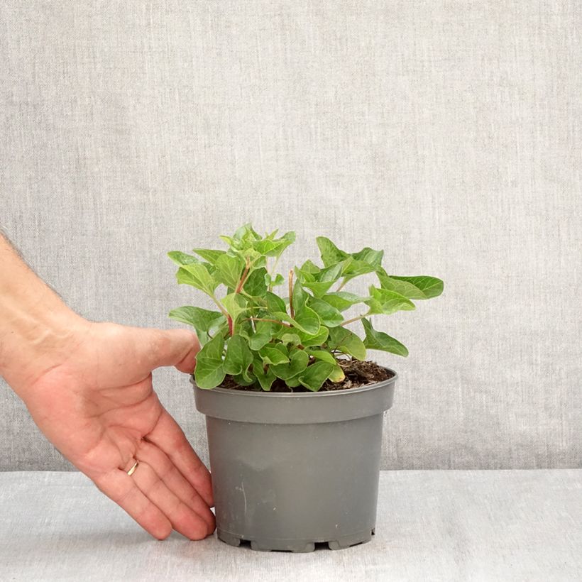 Spécimen de Chénopode Bon Henri en plant - Chenopodium bonus-henricus Godet de 8/9 cm tel que livré en été