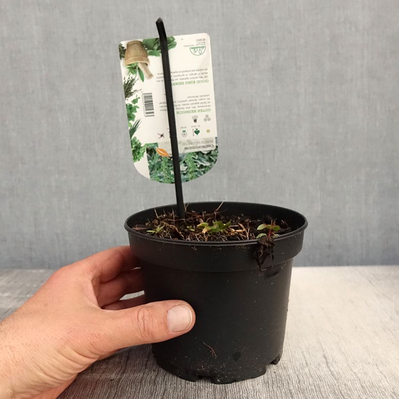 Amostra de Chenopódio Bom Henrique plantas jovens Vaso de 8/9 cm tal como entregue na primavera