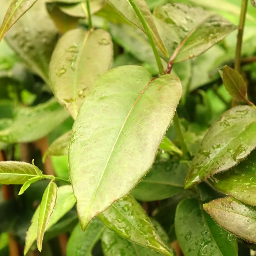 Chèvrefeuille de Henry - Lonicera henryi Copper Beauty (Feuillage)