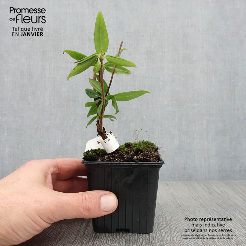 Spécimen de Chèvrefeuille de Henry - Lonicera henryi Godet de 8/9 cm tel que livré en hiver