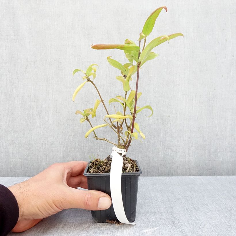 Spécimen de Chèvrefeuille de Henry - Lonicera henryi Godet de 8/9 cm tel que livré en automne