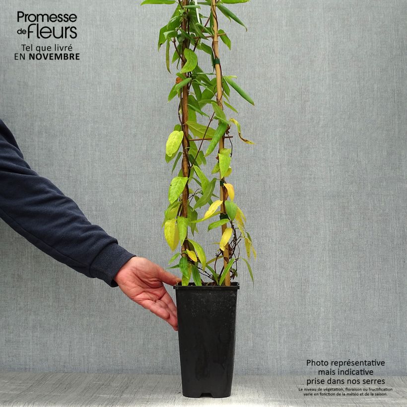 Spécimen de Chèvrefeuille de Henry - Lonicera henryi Pot de 2L/3L tel que livré en automne