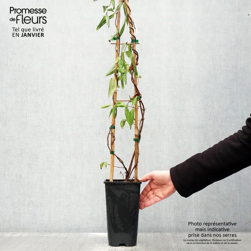 Spécimen de Chèvrefeuille de Henry - Lonicera henryi Pot de 2L/3L tel que livré en hiver