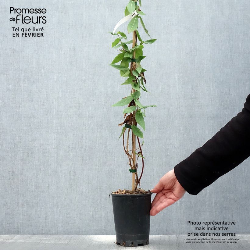 Spécimen de Chèvrefeuille des bois Caprilia Ever Pot de 2L/3L tel que livré en hiver