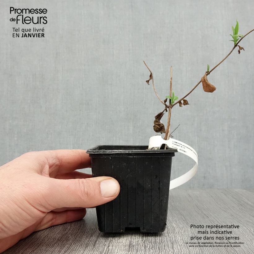 Spécimen de Chèvrefeuille des Bois Graham Thomas Godet de 8/9 cm tel que livré en hiver