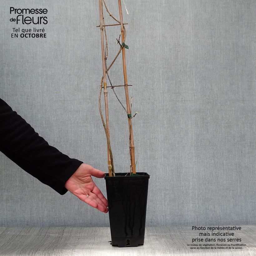 Spécimen de Chèvrefeuille des Bois Graham Thomas Pot de 2L/3L tel que livré en automne