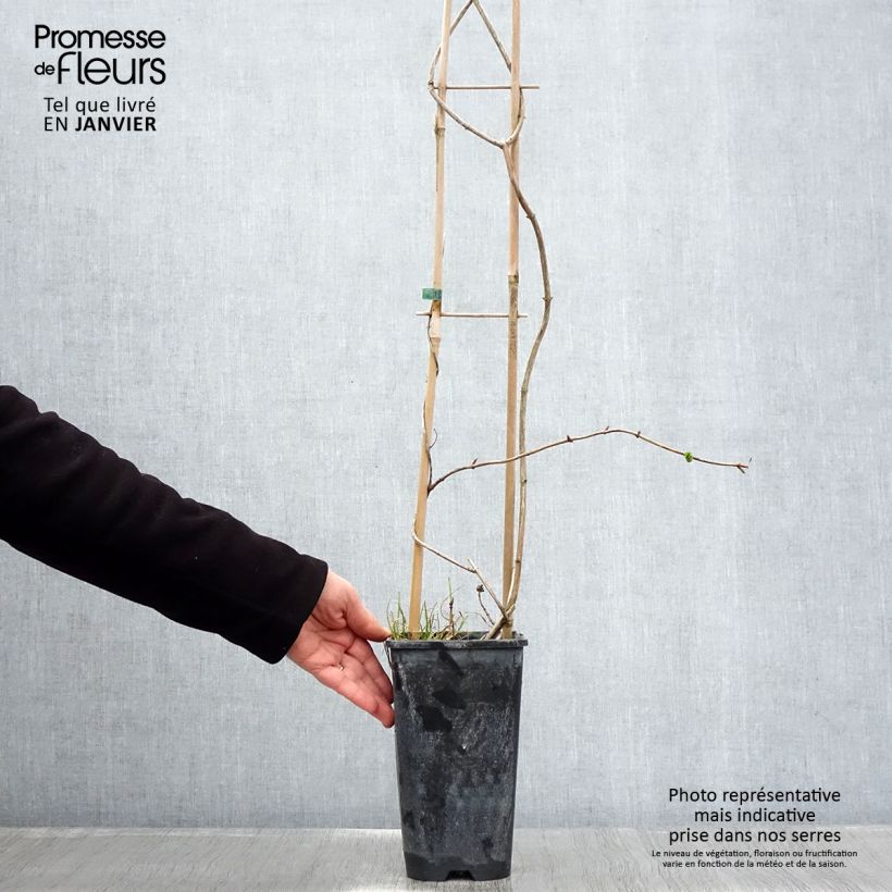 Spécimen de Chèvrefeuille des Bois Graham Thomas Pot de 2L/3L tel que livré en hiver