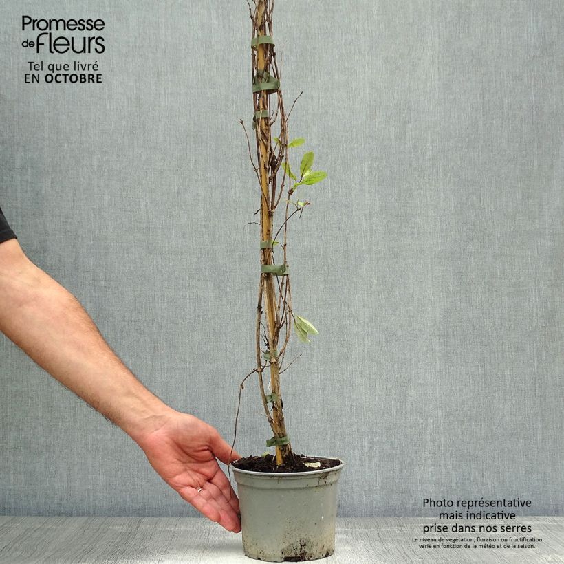 Spécimen de Chèvrefeuille des bois - Lonicera periclymenum Serotina Pot de 2L/3L tel que livré en automne