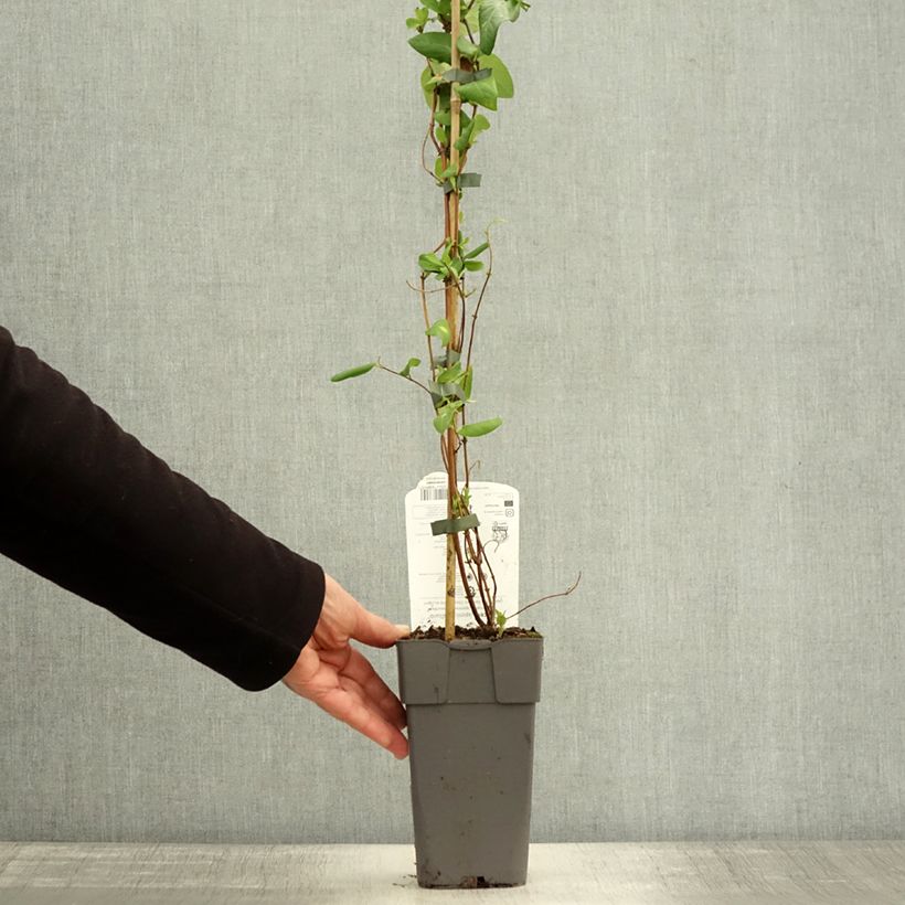 Spécimen de Chèvrefeuille du Japon Halliana - Lonicera japonica Pot de 2L/3L tel que livré en automne