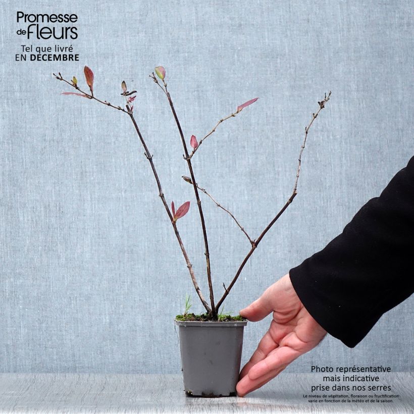 Spécimen de Chèvrefeuille du Japon - Lonicera japonica Dart's Acumen Godet de 8/9 cm tel que livré en automne