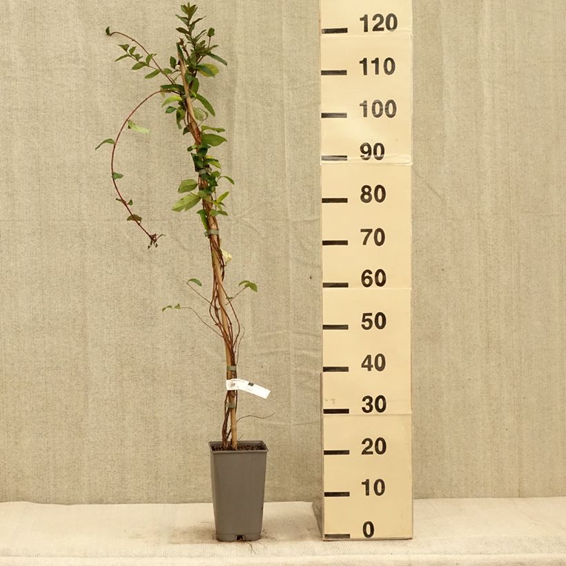 Spécimen de Chèvrefeuille du Japon - Lonicera japonica Dart's World Pot de 3L/4L tel que livré en automne