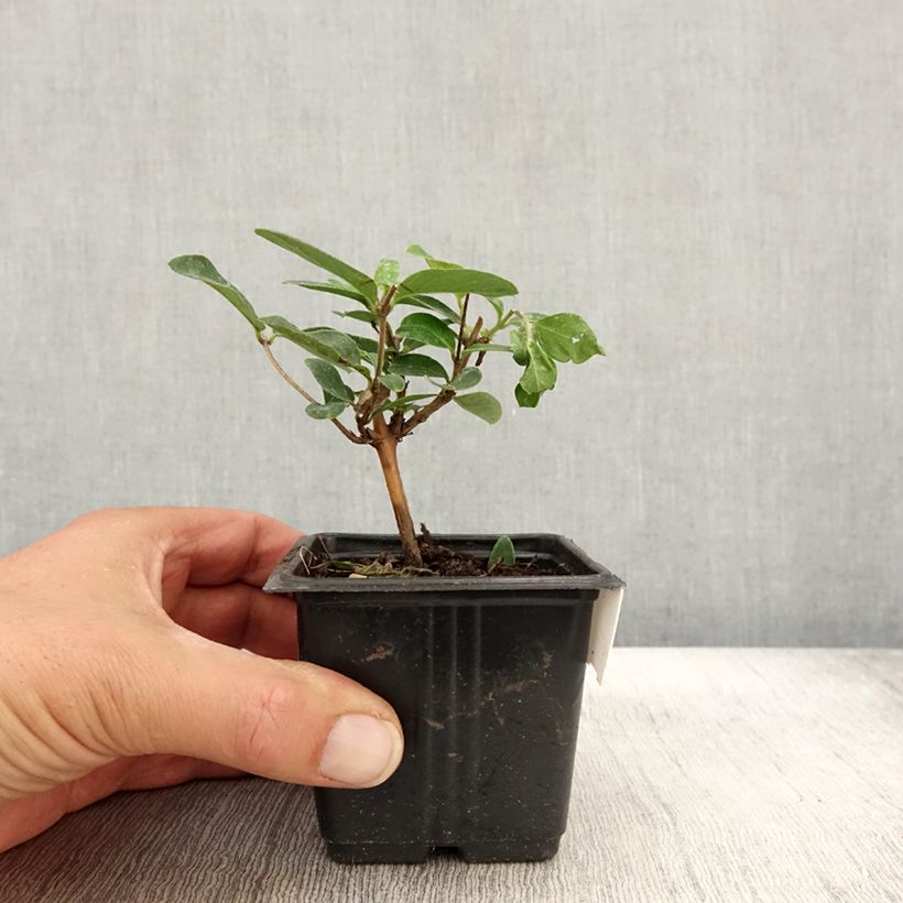 Spécimen de Chèvrefeuille du japon - Lonicera japonica Hall's Prolific Godet de 8/9 cm tel que livré en automne