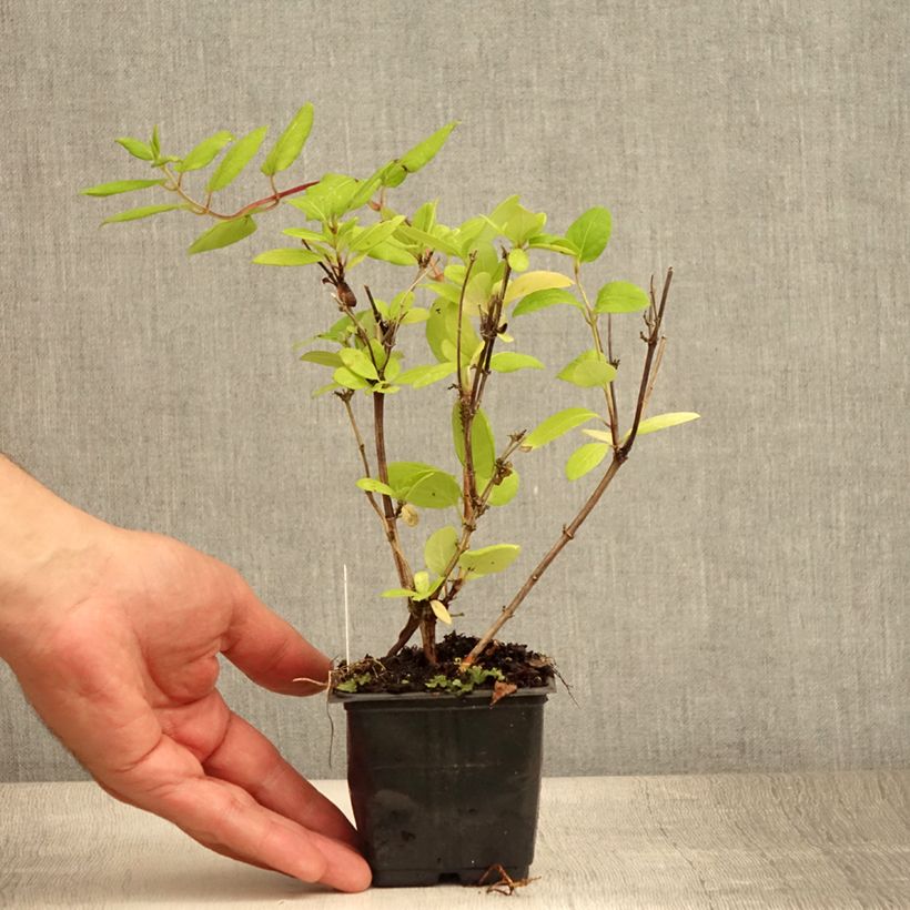 Spécimen de Chèvrefeuille du japon - Lonicera japonica Hall's Prolific Godet de 8/9 cm tel que livré en été