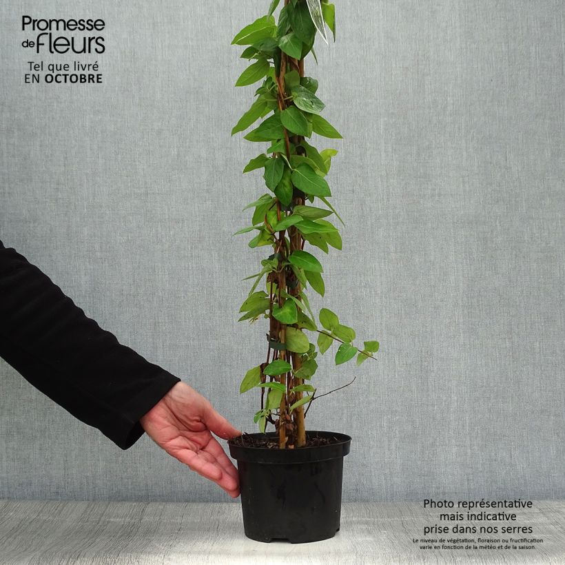 Spécimen de Chèvrefeuille du japon - Lonicera japonica Hall's Prolific Pot de 2L/3L tel que livré en automne
