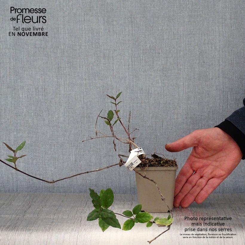 Spécimen de Chèvrefeuille du Japon - Lonicera japonica Sinensis Godet de 8/9 cm tel que livré en automne