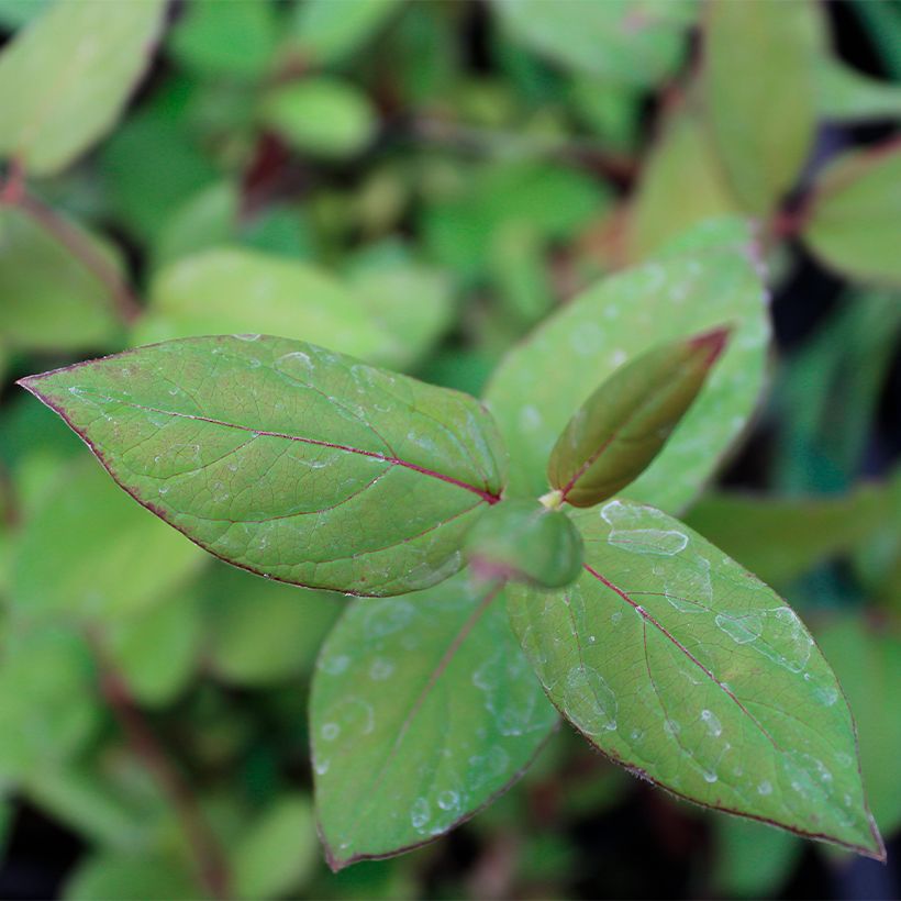 Chèvrefeuille du Japon - Lonicera japonica Sinensis (Feuillage)