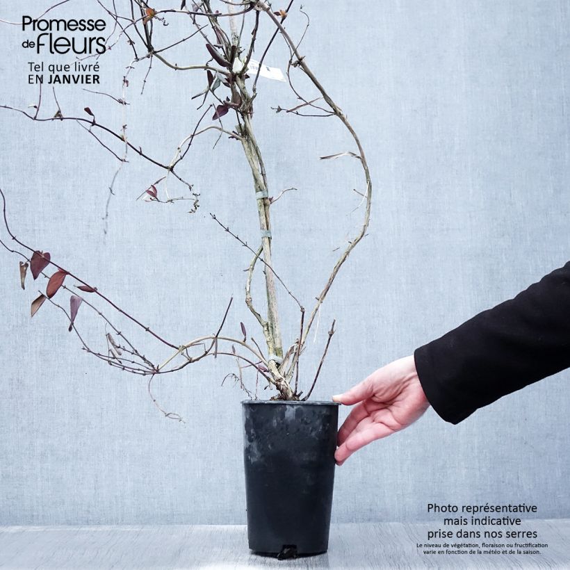 Spécimen de Chèvrefeuille du Japon - Lonicera japonica Sinensis Pot de 2L/3L tel que livré en hiver