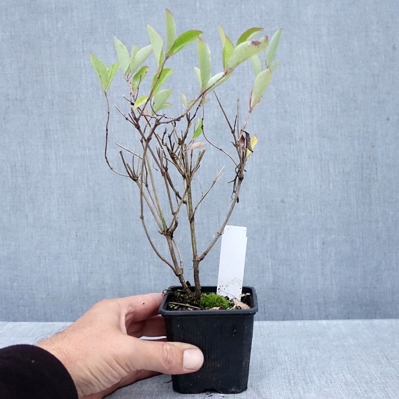Spécimen de Chèvrefeuille heckrotii Gold Flame - Lonicera Godet de 8/9 cm tel que livré en automne