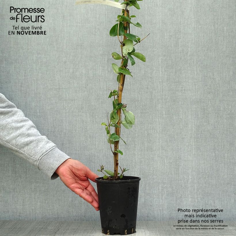 Spécimen de Chèvrefeuille heckrotii Gold Flame - Lonicera Pot de 2L/3L tel que livré en automne