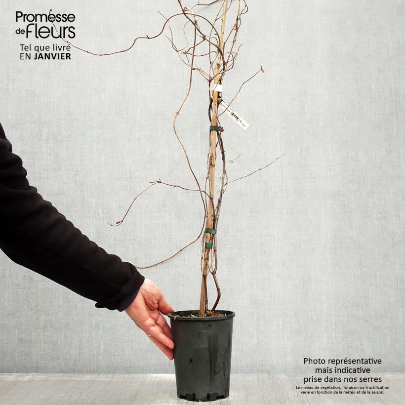 Spécimen de Chèvrefeuille heckrotii Gold Flame - Lonicera Pot de 2L/3L tel que livré en hiver