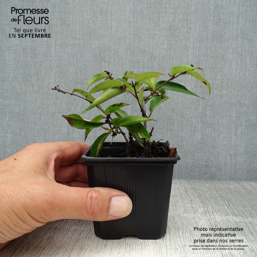 Spécimen de Chèvrefeuille hybride - Lonicera Marinella Godet de 8/9 cm tel que livré en automne