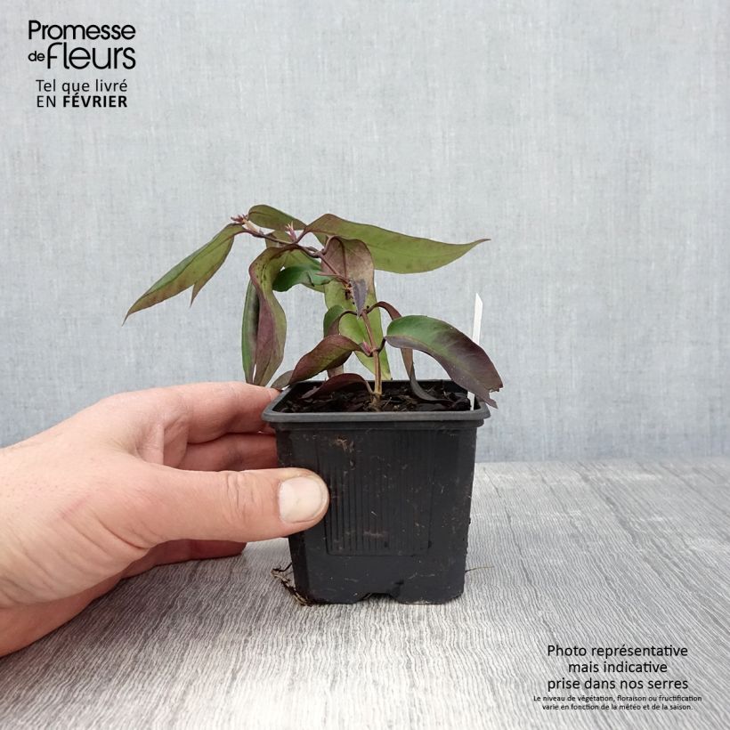 Spécimen de Chèvrefeuille hybride - Lonicera Marinella Godet de 8/9 cm tel que livré en hiver