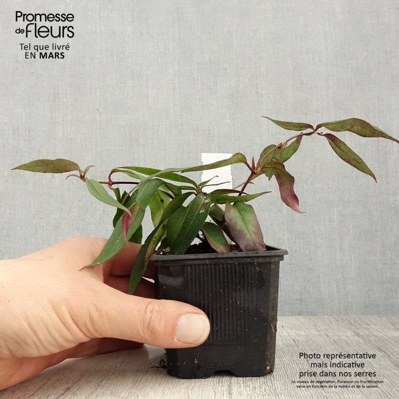 Amostra de Madressilva-de-Henry Marinella - Lonicera henryi Vaso de 8/9 cm tal como entregue na primavera