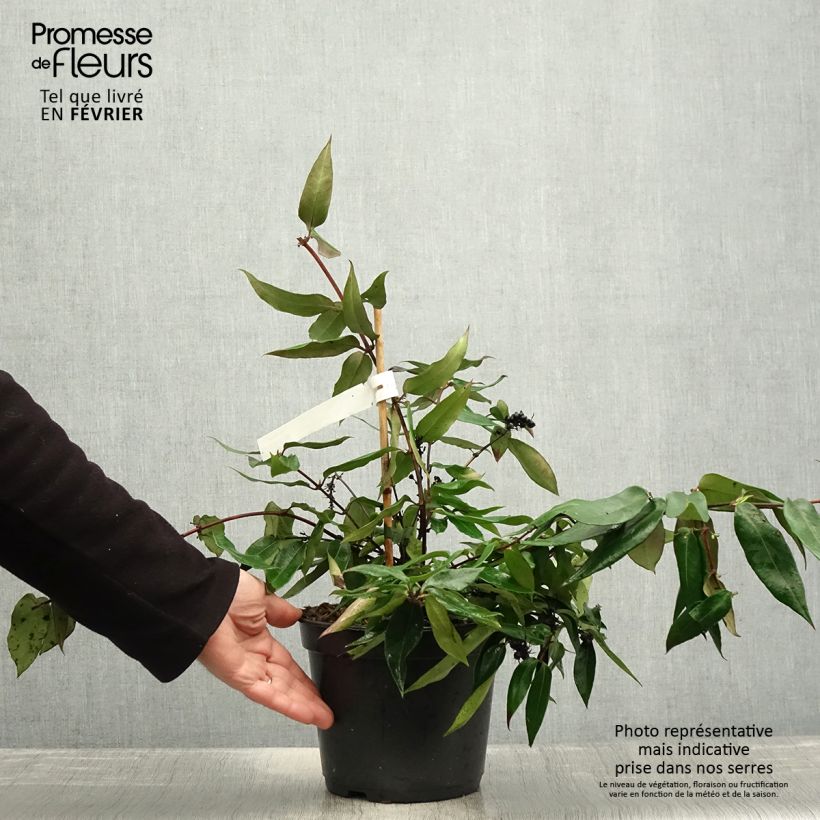 Spécimen de Chèvrefeuille hybride - Lonicera Marinella Pot de 4L/5L tel que livré en hiver
