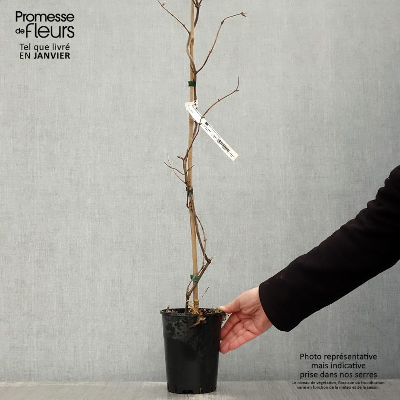 Spécimen de Chèvrefeuille - Lonicera Caprilia Impérial cov Pot de 2L/3L tel que livré en hiver