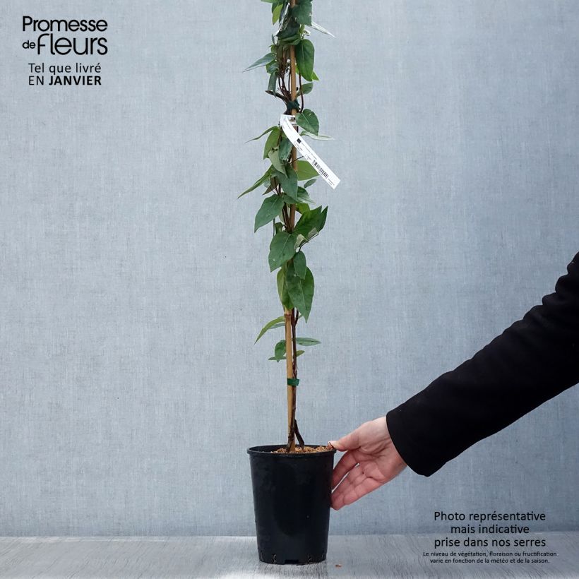 Spécimen de Chèvrefeuille - Lonicera similis var. delavayi Pot de 2L/3L tel que livré en hiver