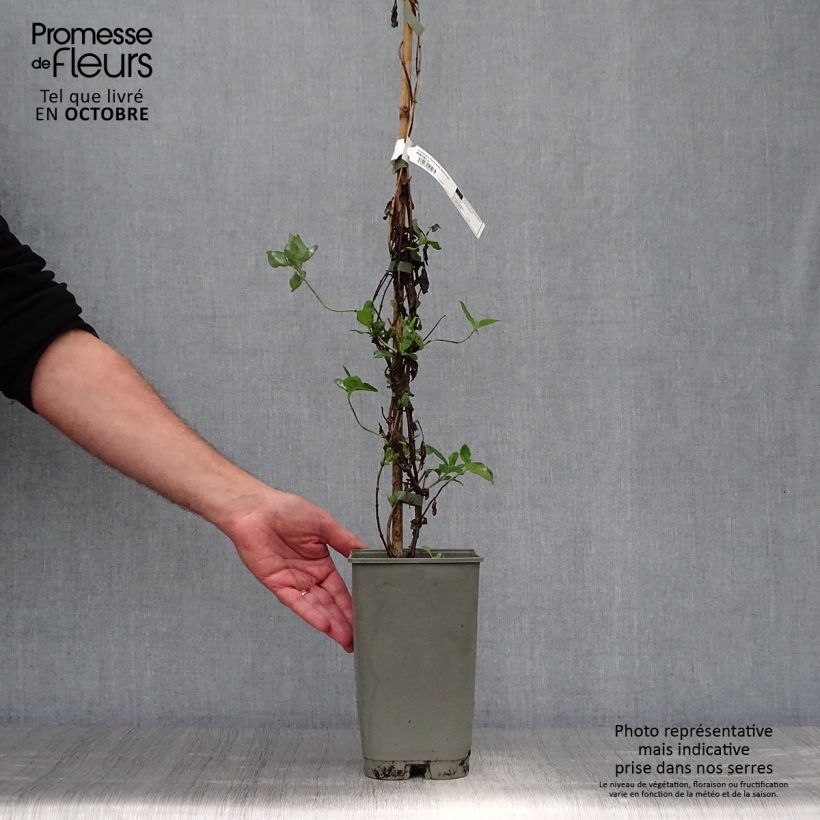 Spécimen de Chèvrefeuille - Lonicera heckrotii American Beauty Pot de 1,5L/2L tel que livré en automne