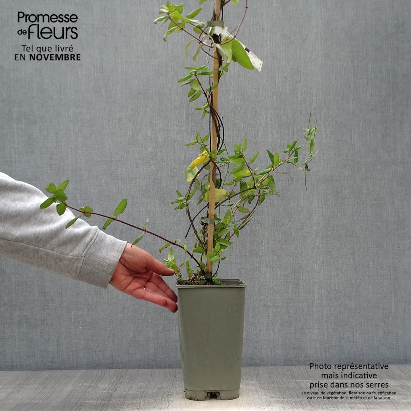 Spécimen de Chèvrefeuille - Lonicera japonica Aureoreticulata Pot de 2L/3L tel que livré en automne