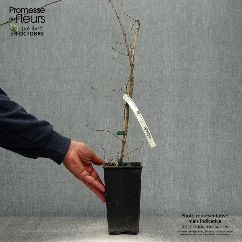 Spécimen de Chèvrefeuille panaché - Lonicera x italica Harlequin Pot de 1,5L/2L tel que livré en automne