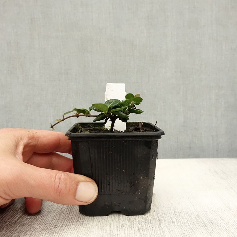 Spécimen de Chèvrefeuille rampant - Lonicera crassifolia Godet de 8/9 cm tel que livré en automne