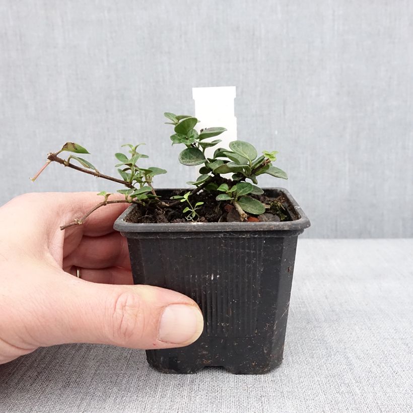 Spécimen de Chèvrefeuille rampant - Lonicera crassifolia Godet de 8/9 cm tel que livré en hiver