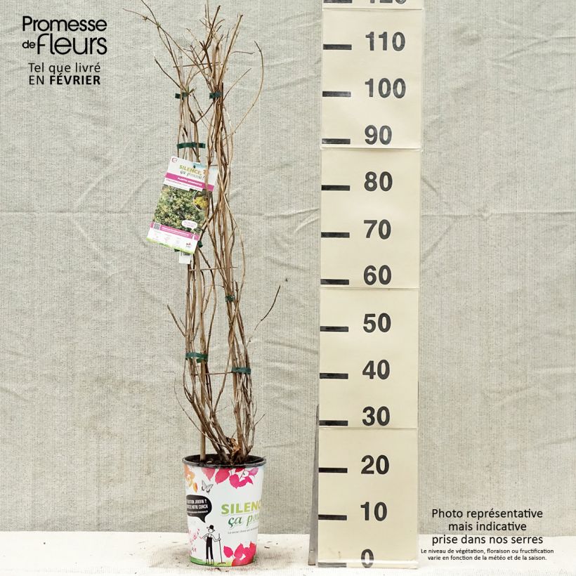 Spécimen de Chevrefeuille x brownii Golden Trumpet Pot de 2L/3L tel que livré en hiver