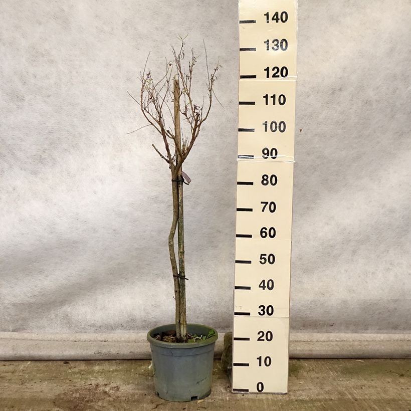 Spécimen de Chilopsis linearis - Saule du désert Pot de 12L/15L, Demi-tige tel que livré en automne
