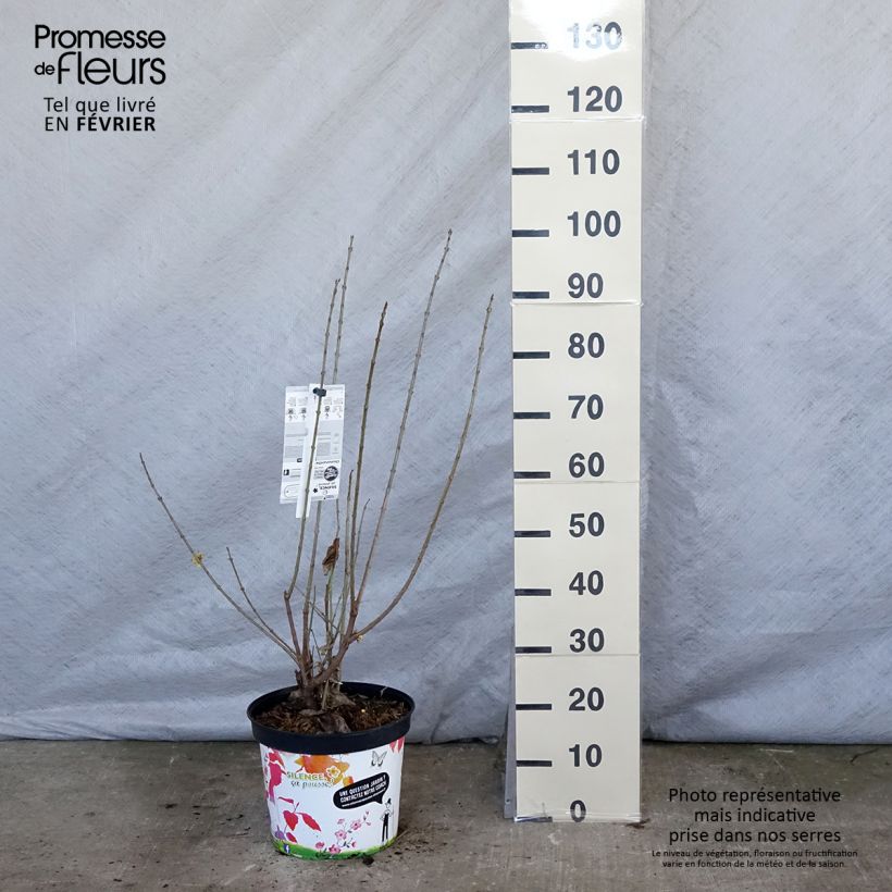 Spécimen de Chimonanthus praecox Grandiflorus Pot de 7,5L/10L tel que livré en hiver