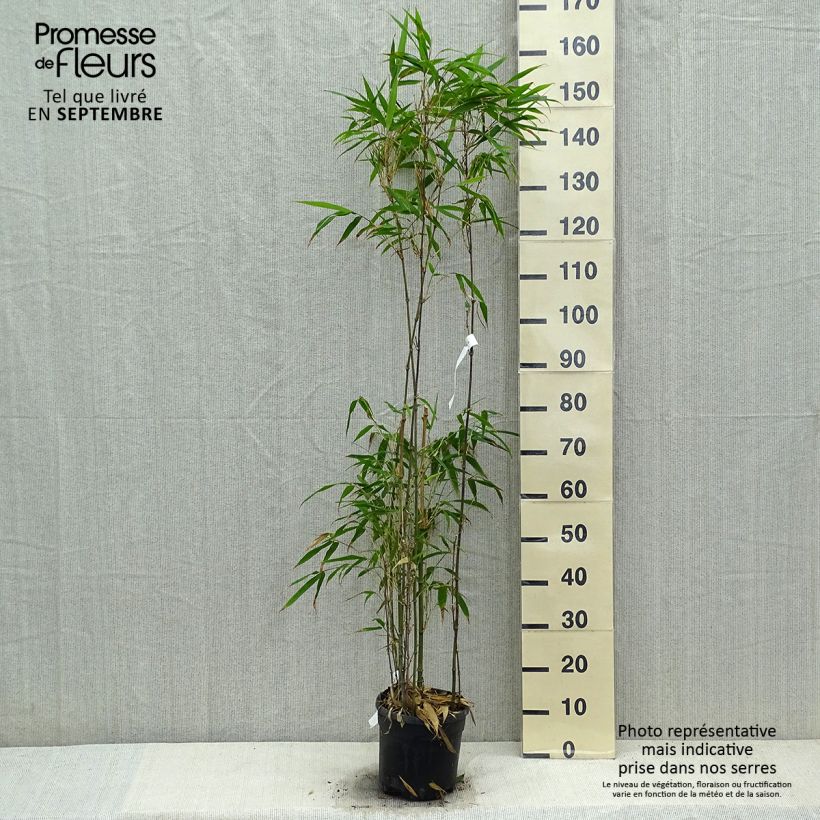 Spécimen de Chimonobambusa quadrangularis - Bambou moyen Pot de 4L/5L tel que livré en automne